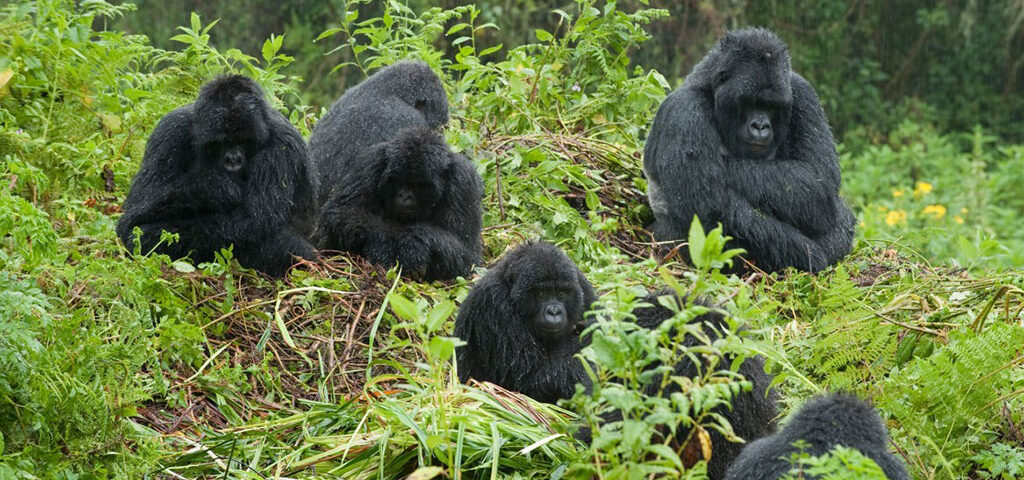 a Journey from Nigeria to Rwanda for Gorilla Trekking