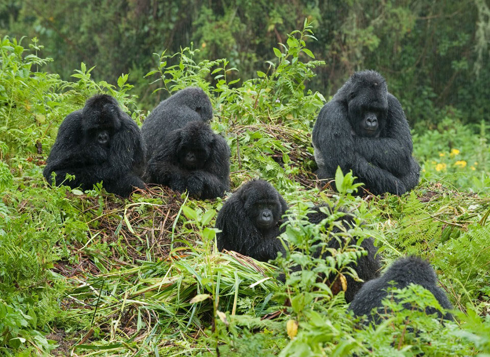 a Journey from Nigeria to Rwanda for Gorilla Trekking