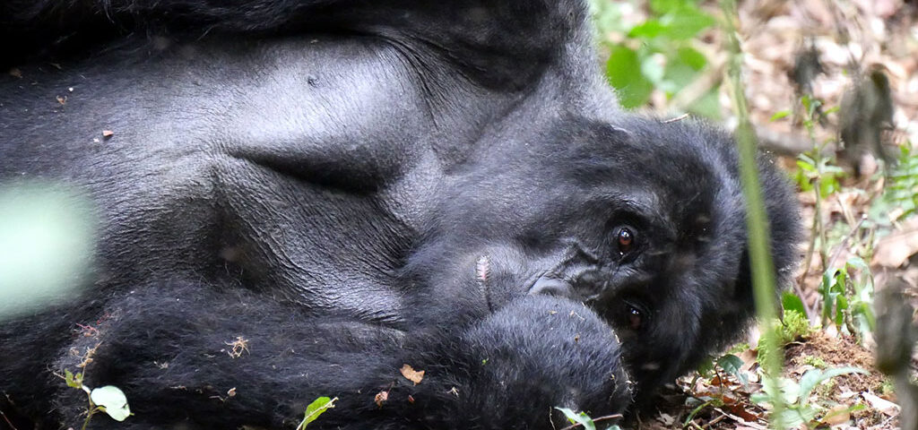 How to book Uganda Rwanda gorilla tracking permits 2024-2025