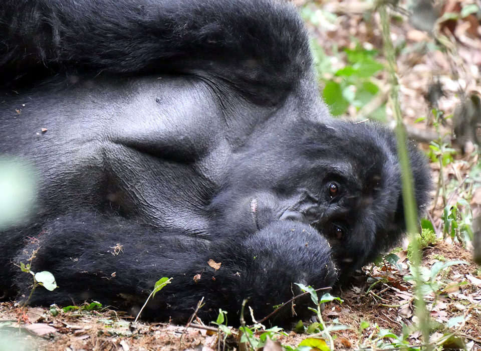 How to book Uganda Rwanda gorilla tracking permits 2024-2025